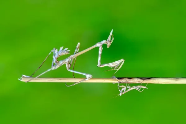 Großaufnahme Von Zwei Schönen Gottesanbeterinnen Mantis Religiosa — Stockfoto
