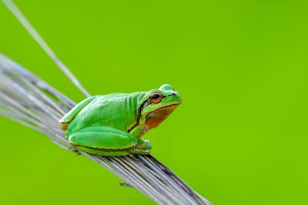 Beautiful Europaean Tree Frog Hyla Arborea — Stock Photo, Image
