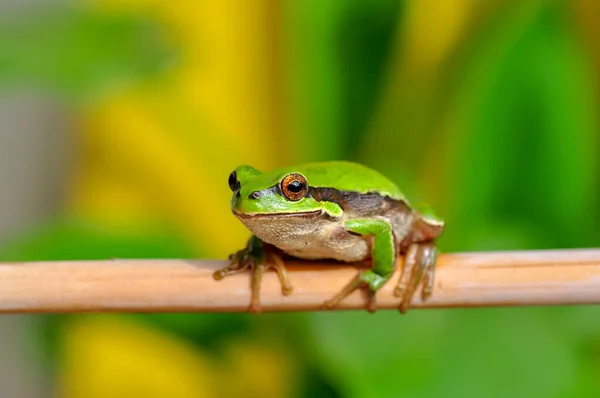 Krásná Europaean Strom Žába Hyla Arborea — Stock fotografie