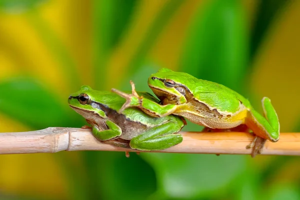 Belle Grenouille Arborescente Européenne Hyla Arborea — Photo