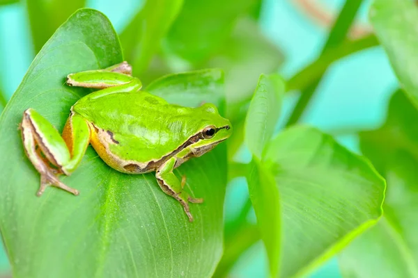 Prachtige Europaese Boomkikker Hyla Arborea — Stockfoto