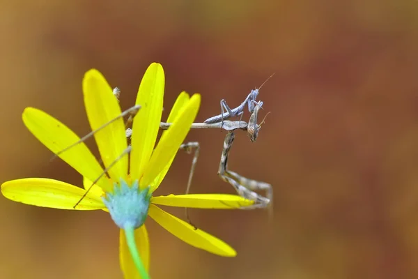 Close Pair Beautiful European Mantis Mantis Religiosa — Stock Photo, Image