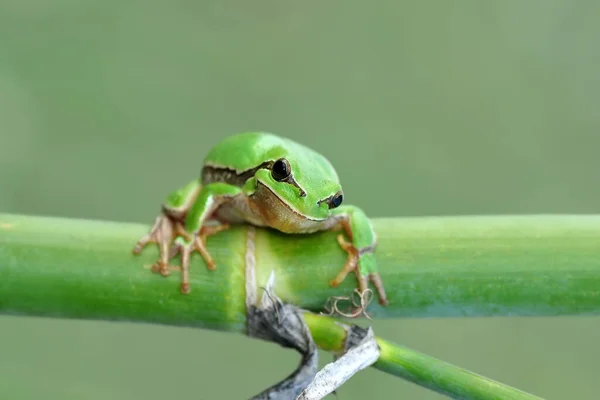 Prachtige Europaese Boomkikker Hyla Arborea — Stockfoto