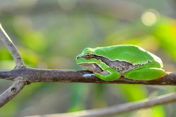 Piękna Żaba Drzewna Europaean Hyla Arborea — Zdjęcie stockowe