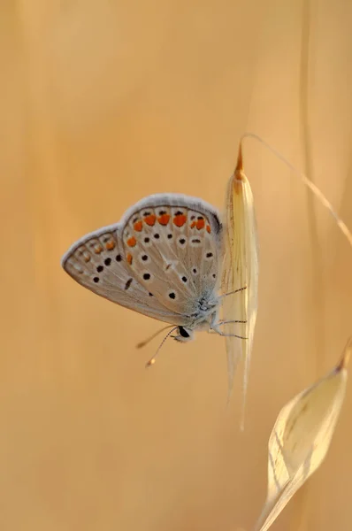 Κοντινό Πλάνο Όμορφη Πεταλούδα Ένα Καλοκαιρινό Κήπο — Φωτογραφία Αρχείου