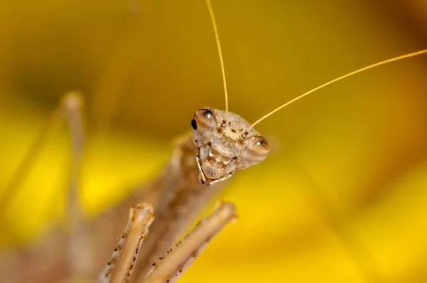 Close Pair Beautiful European Mantis Mantis Religiosa — Stock Photo, Image