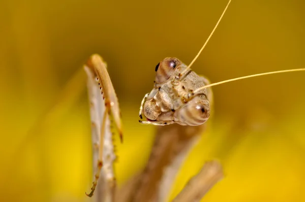 Bir Çift Güzel Avrupa Peygamberdevesi Mantis Religiosa — Stok fotoğraf