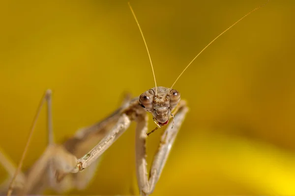 Close Par Belo Mantis Europeu Mantis Religiosa — Fotografia de Stock