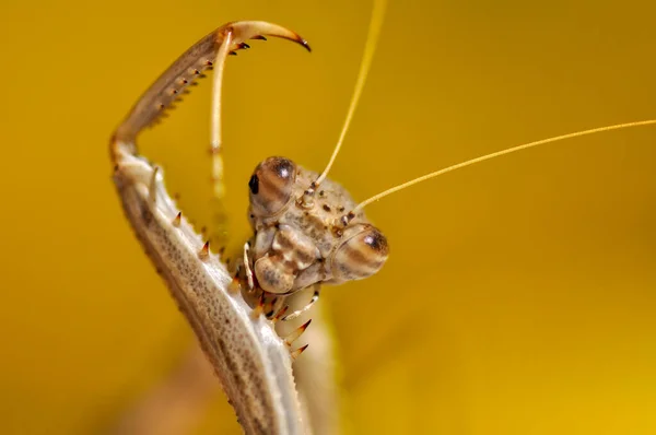 Großaufnahme Von Zwei Schönen Gottesanbeterinnen Mantis Religiosa — Stockfoto