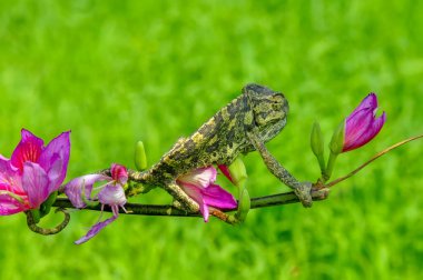 Makro çekimler, Güzel doğa sahnesi Yeşil bukalemun 