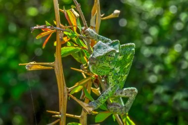 Makro çekimler, Güzel doğa sahnesi Yeşil bukalemun 