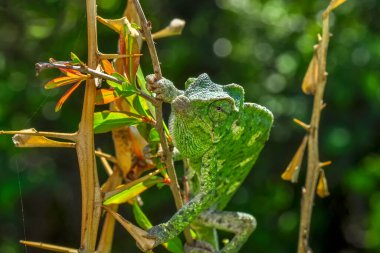 Makro çekimler, Güzel doğa sahnesi Yeşil bukalemun 