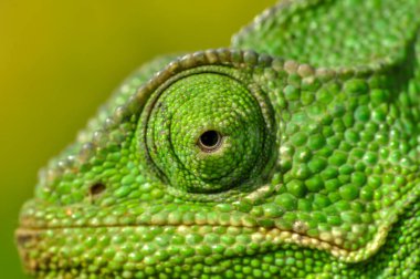 Makro çekimler, Güzel doğa sahnesi Yeşil bukalemun 