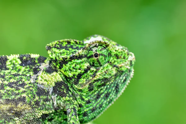 Macro Shots Beautiful Nature Scene Green Chameleon — Stock Photo, Image