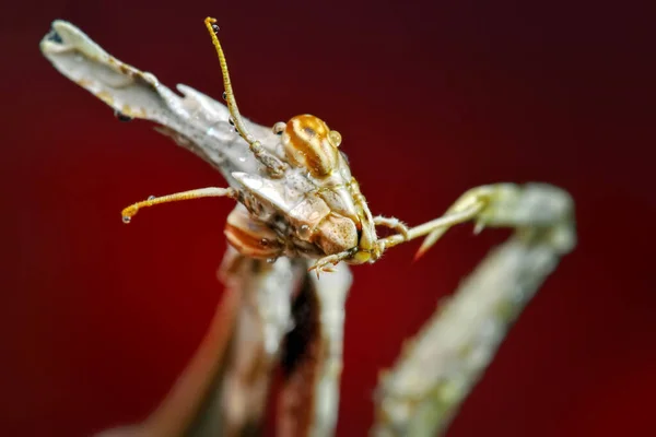 Close Pair Beautiful European Mantis Mantis Religiosa — Stock Photo, Image