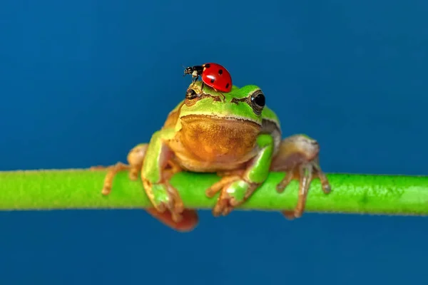 Hermosa Rana Árbol Europa Hyla Arborea —  Fotos de Stock