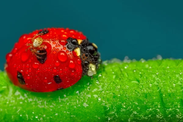 Beautiful Ladybug Spiders Leaf Defocused Background — Stock Photo, Image