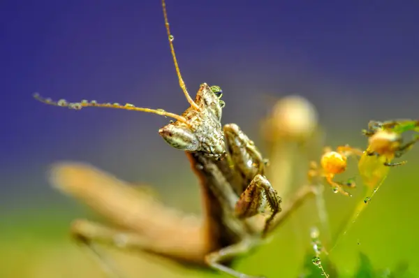 Close Pair Beautiful European Mantis Mantis Religiosa — Stock Photo, Image