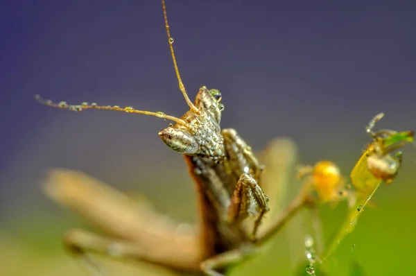 Close Van Paar Mooie Europese Bidsprinkhaan Mantis Religiosa — Stockfoto