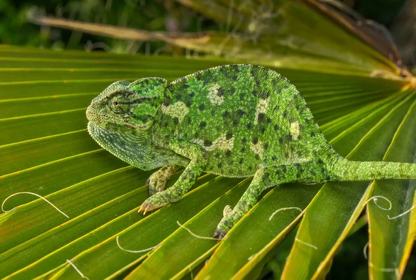 Fotos Macro Hermosa Escena Naturaleza Camaleón Verde — Foto de Stock