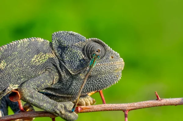 Makro Çekimler Güzel Doğa Sahnesi Yeşil Bukalemun — Stok fotoğraf