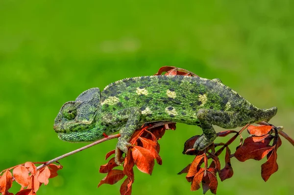 Macro Shots Beautiful Nature Scene Green Chameleon — Stock Photo, Image