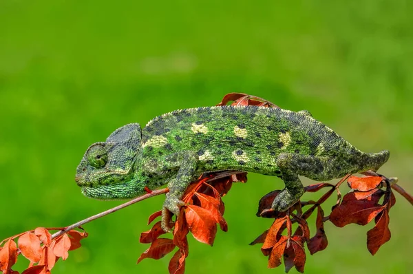 Makro Felvételek Gyönyörű Természet Jelenet Zöld Kaméleon — Stock Fotó