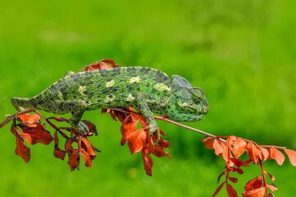 マクロショット 美しい自然シーン緑のカメレオン — ストック写真