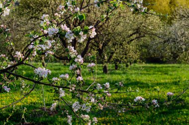 bahar bahçe çiçek