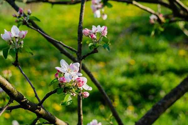 Kwitnące wiosną ogród — Zdjęcie stockowe