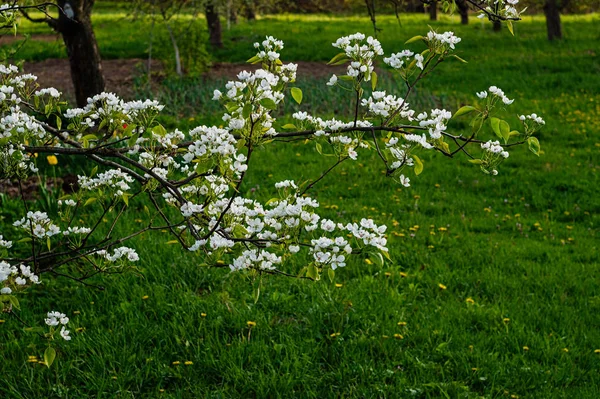 Blühender Frühlingsgarten — Stockfoto