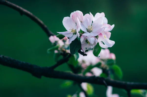 Jardin printanier fleuri — Photo