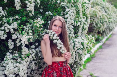 Güzel model aralığı bush beyaz çiçek