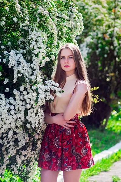 Hermoso modelo gama arbusto de flores blancas —  Fotos de Stock