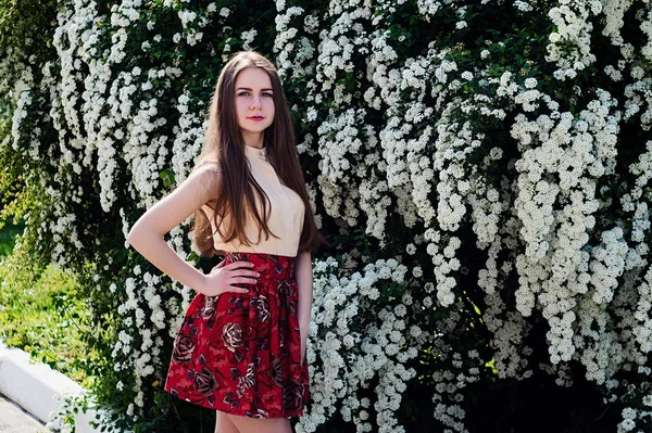 Güzel model aralığı bush beyaz çiçek