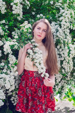 Güzel model aralığı bush beyaz çiçek