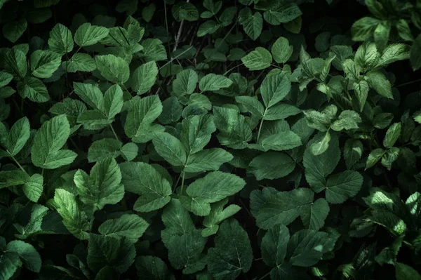 Folhas verdes fundo da parede — Fotografia de Stock