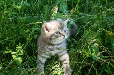 Küçük bir İngiliz kedi yavrusu yeşil otların arasında oturur