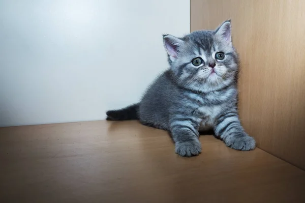 Pequeno gatinho britânico senta-se no armário da caixa — Fotografia de Stock