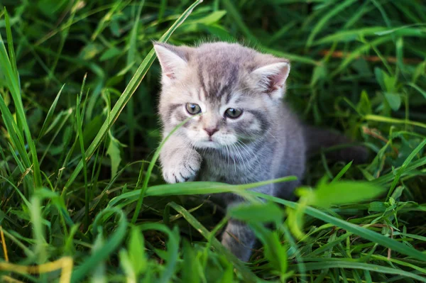 Küçük bir İngiliz kedi yavrusu yeşil otların arasında oturur
