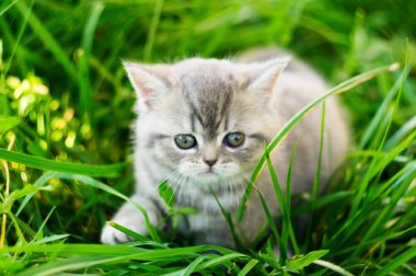 Küçük bir İngiliz kedi yavrusu yeşil otların arasında oturur