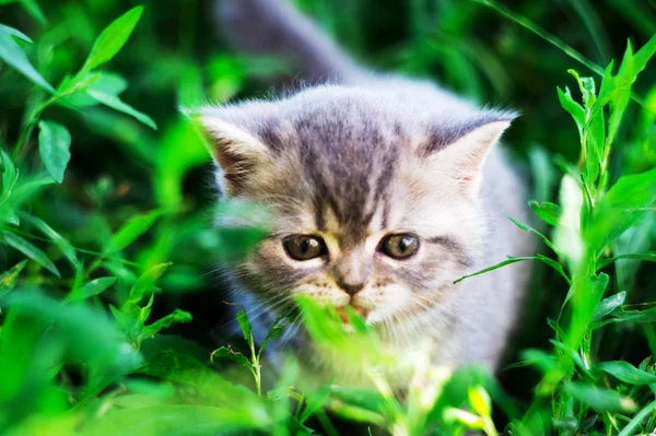 Um pequeno gatinho britânico senta-se na grama verde — Fotografia de Stock