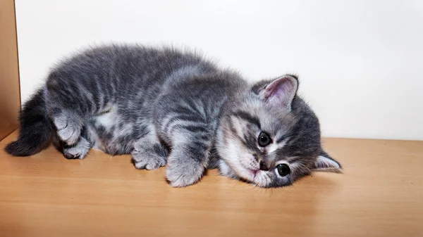 El gatito británico — Foto de Stock