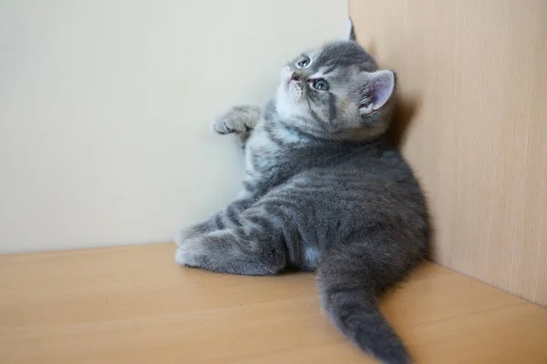 ブリティッシュ子猫 — ストック写真