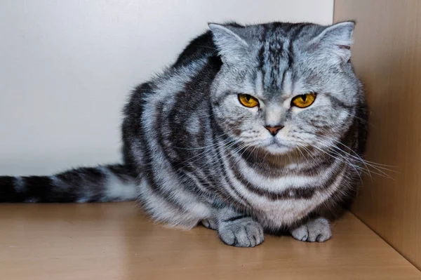 British big yellow pussy eyes sitting — Stock Photo, Image