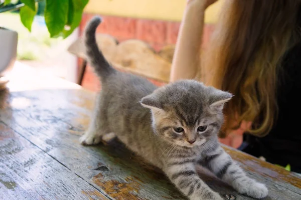 Pequeño gatito británico gris — Foto de Stock