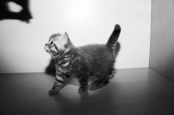 Een kleine Britse RAS kitten — Stockfoto