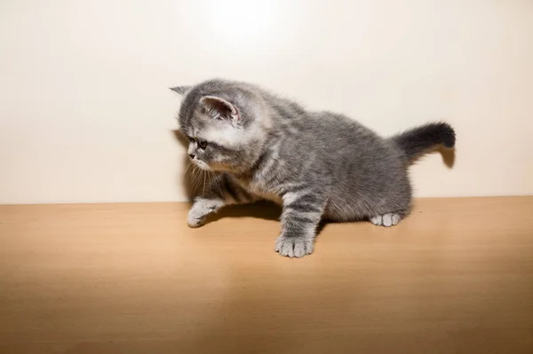 Küçük bir İngiliz yavru kedi doğurmak — Stok fotoğraf