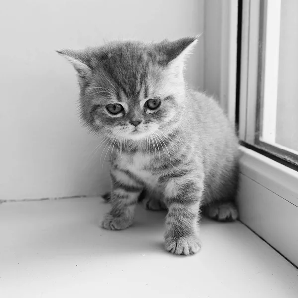 작은 영국 품종 고양이 — 스톡 사진