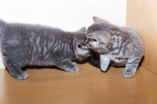 Un poco británico crianza gatito —  Fotos de Stock